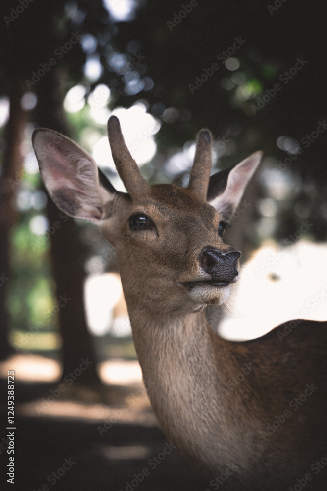 Obraz premium deer in the forest