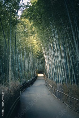 bamboo forest kyoto