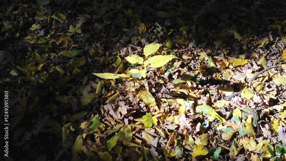 Leafy plant is growing in the middle of a pile of leaves. The leaves are brown and scattered around the plant Leafy plant is growing in the middle of a pile of leaves. The leaves are brown and scattered around the plant