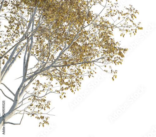 Toxicodendron vernicifluum Tree corner cutout png transparent photo