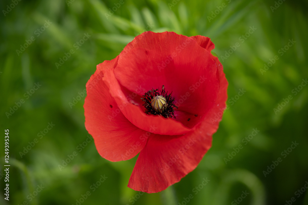 Red poppy flower extreme close-up Red poppy flower extreme close-up