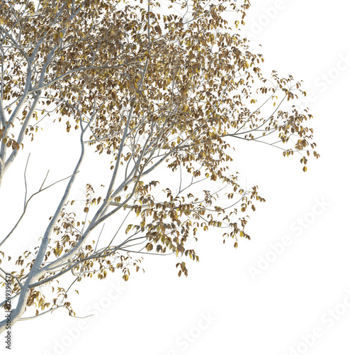 Toxicodendron vernicifluum Tree corner cutout png transparent isolate photo