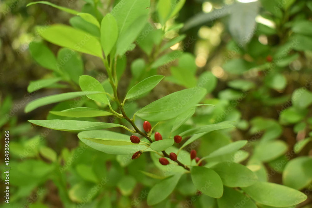 Obraz premium Leaves of coca plant or Erythroxylum novogranatense 