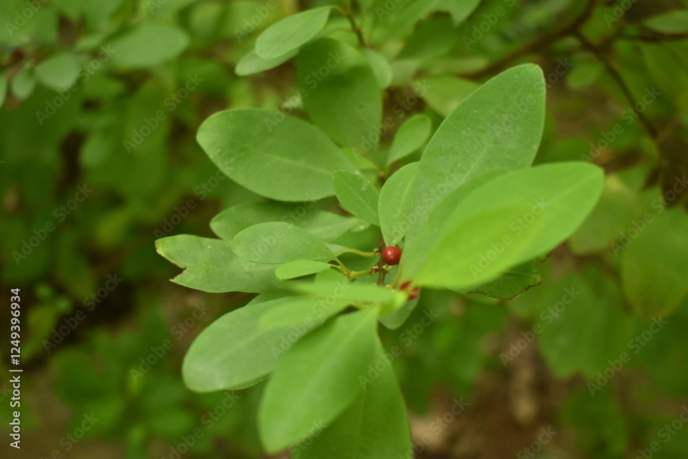 Leaves of coca plant or Erythroxylum novogranatense
Leaves of coca plant or Erythroxylum novogranatense