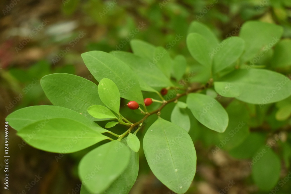 Leaves of coca plant or Erythroxylum novogranatense
Leaves of coca plant or Erythroxylum novogranatense