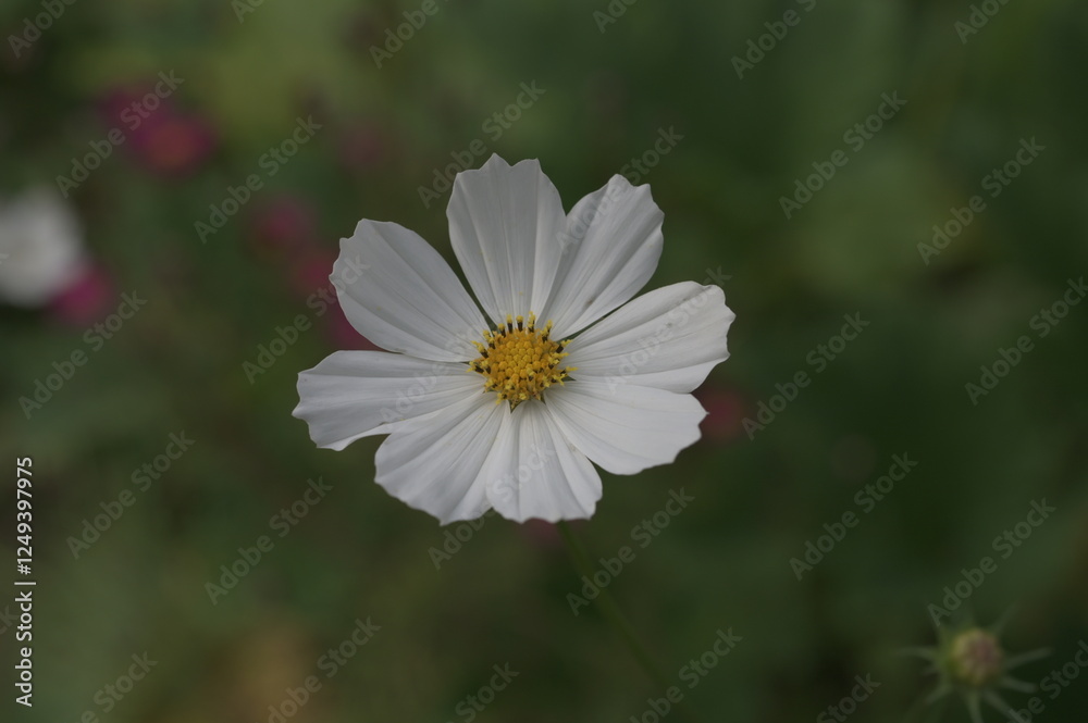 Close-up of Cosmea cosmos flower Close-up of Cosmea cosmos flower
