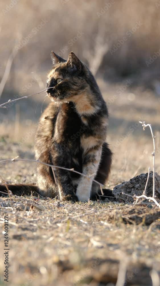 A Cat Keeps its Fur Clean Filmed Outside in the Wild. Vertical 4K Apple ProRes A Cat Keeps its Fur Clean Filmed Outside in the Wild. Vertical 4K Apple ProRes