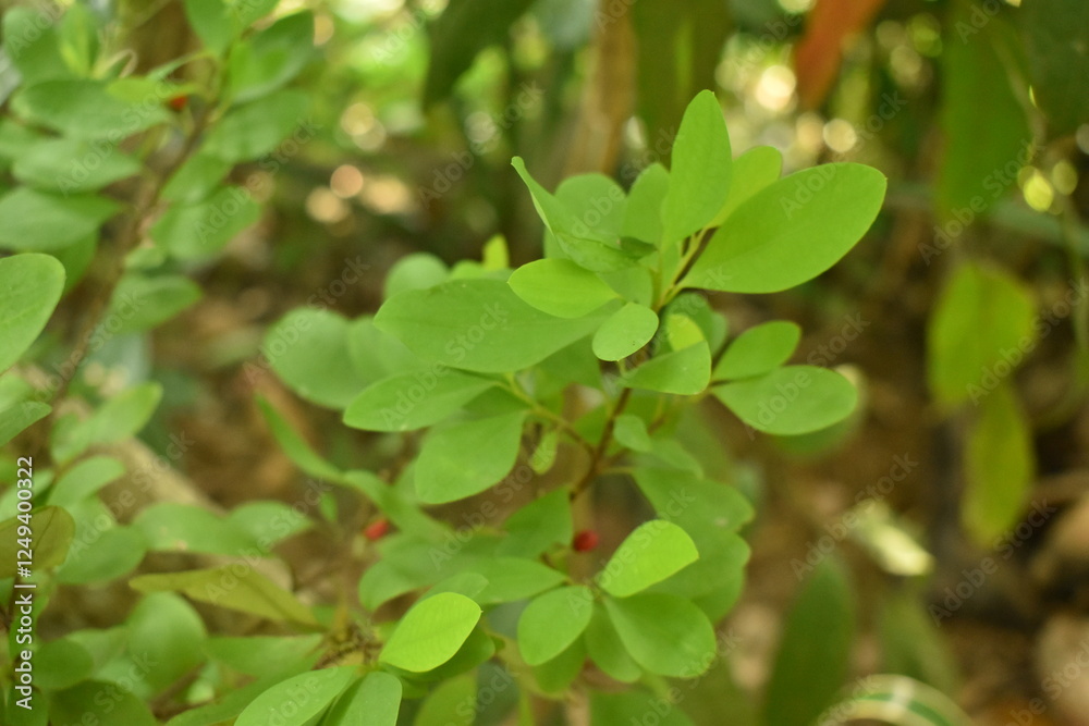Leaves of coca plant or Erythroxylum novogranatense
Leaves of coca plant or Erythroxylum novogranatense
