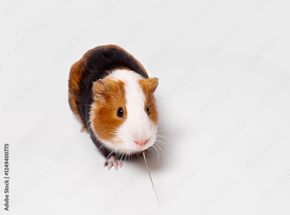 Curious guinea pig on white background, guinea pig cute portrait.