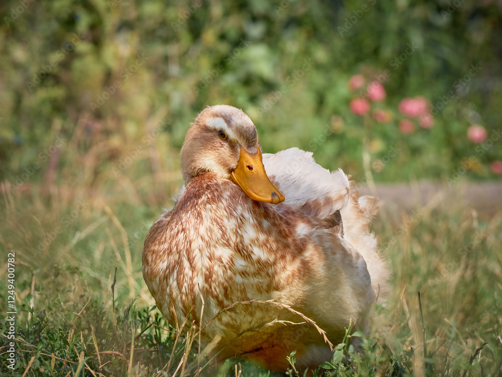 Domestic duck with a blurry background, rural scene.