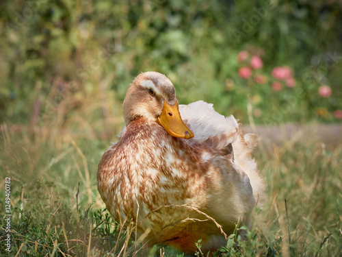Obraz na płótnie Domestic duck with a blurry background, rural scene. w salonie