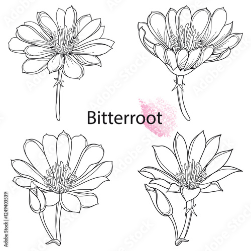 Set of outline Bitterroot flower or Lewisia rediviva in black isolated on white background.  photo