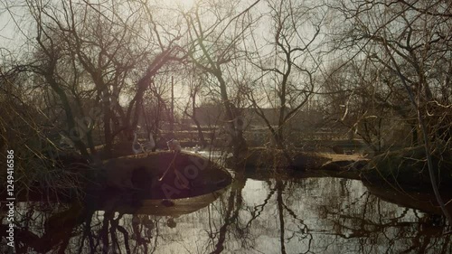 Geese wander around a pond surrounded by trees, enjoying the calm water in nature. Sunlight filters through bare branches, creating a peaceful ambiance for wildlife. photo