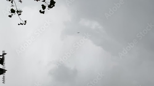 Wallpaper Mural Bird flies through a cloudy sky. The sky is gray and overcast. The bird is small and black Torontodigital.ca