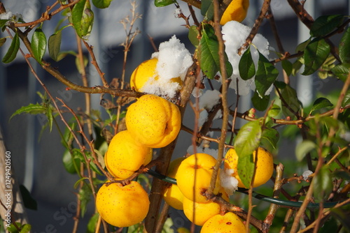 Früchte am Baum, gelb photo