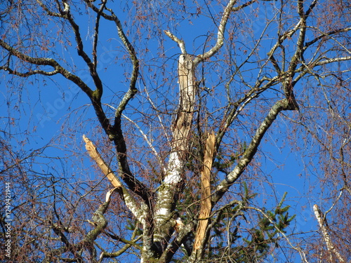 Windbruch an einer Birke