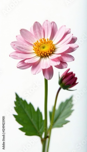 Delicate petals of Dendranthema flowers on white background, isolated, dendranthema photo