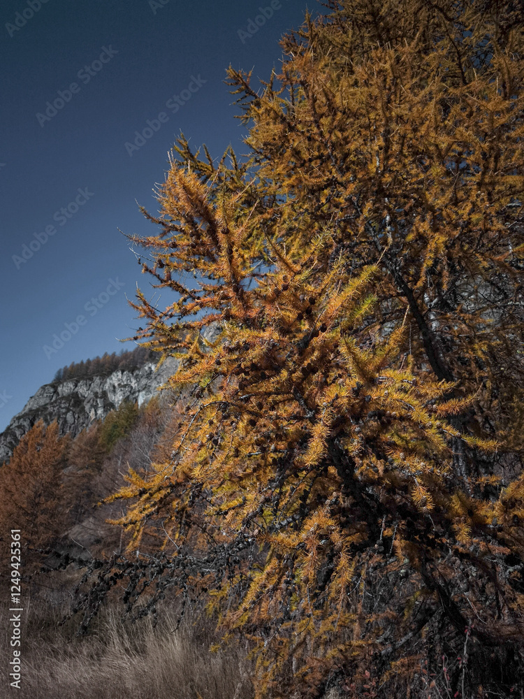 Fototapeta premium Golden larch tree glowing against azure sky, capturing autumn landscape in aosta valley, italian mountain region Lillaz