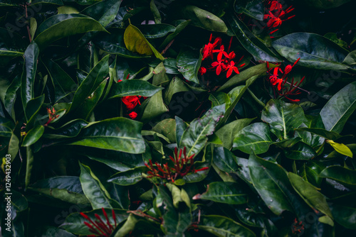 Vibrant red flowers amidst lush green foliage