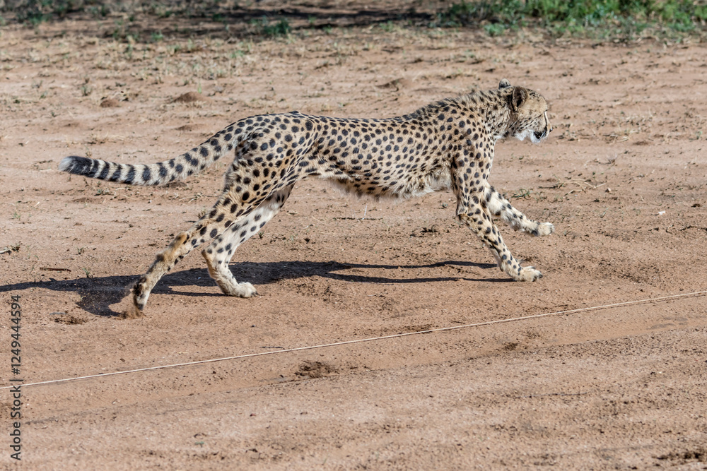 Obraz premium cheetah runnning in bait pursuit at Conservation facility, near Otjiwarongo, Namibia