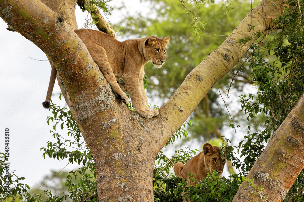 Obraz premium Juvenile lion in a tree. The Ishasha sector of Queen Elizabeth National Park is famous for the tree climbing lions, who climb to escape heat and insects, and have a clear vantage point. Uganda
