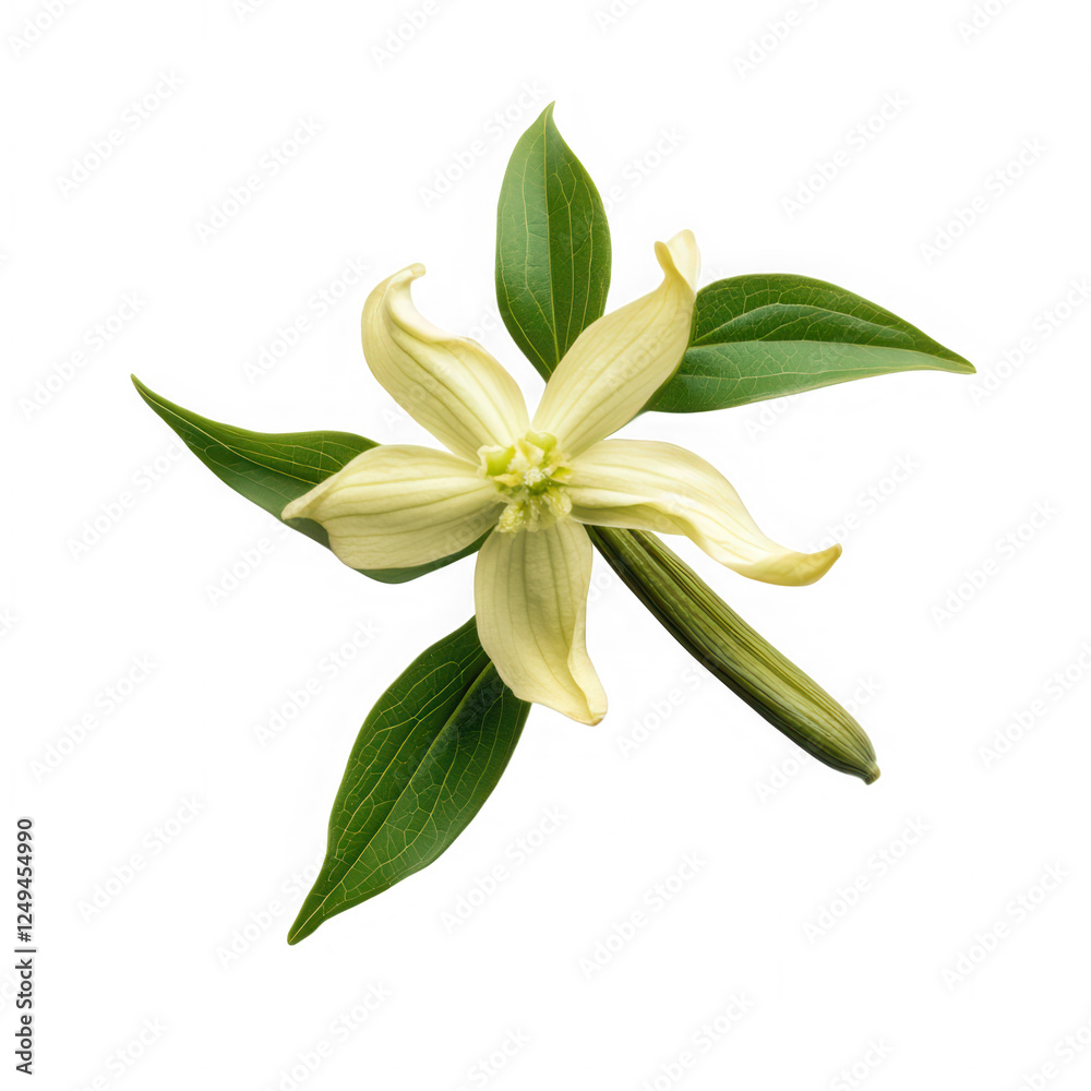 vanilla flower with pods and leaves isolated on white background vanilla flower with pods and leaves isolated on white background