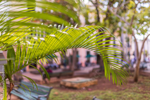 Palm tree in a small town
