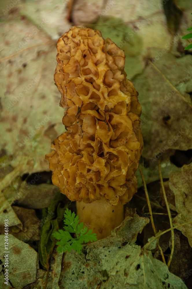 A close-up of a single yellow Morel Mushroom growing on the forest floor A close-up of a single yellow Morel Mushroom growing on the forest floor
