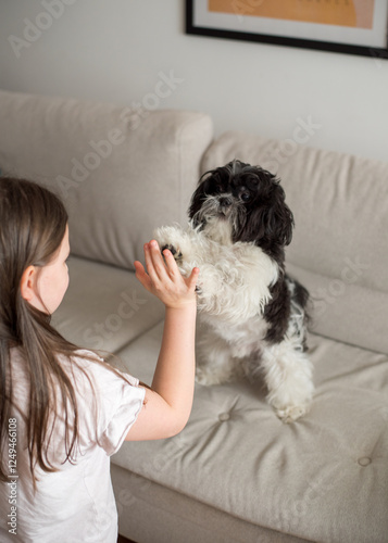 The dog gives high five to the girl. Shitzu stands on the sofa and plays with the owner, follows commands