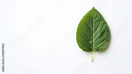 A single mint leaf on a clean white background, transparent isolate