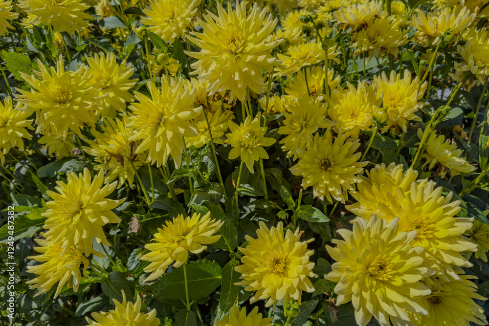 Yellow Dahlia flowers var. Semi-Cactus Aggerperle in garden. Yellow Dahlia flowers var. Semi-Cactus Aggerperle in garden.