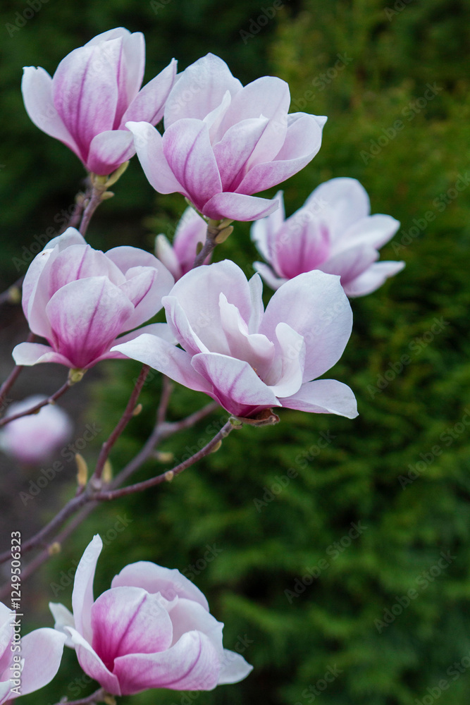 Tender magnolia flowers in a city park, spring Moldova. Selective focus.