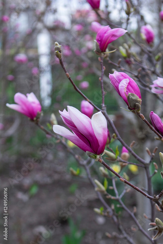 Tender magnolia flowers in a city park, spring Moldova. Selective focus.
