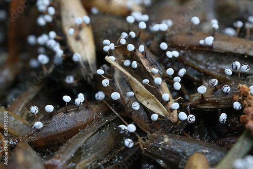 Physarum bahiense, slime mold, no common English name photo