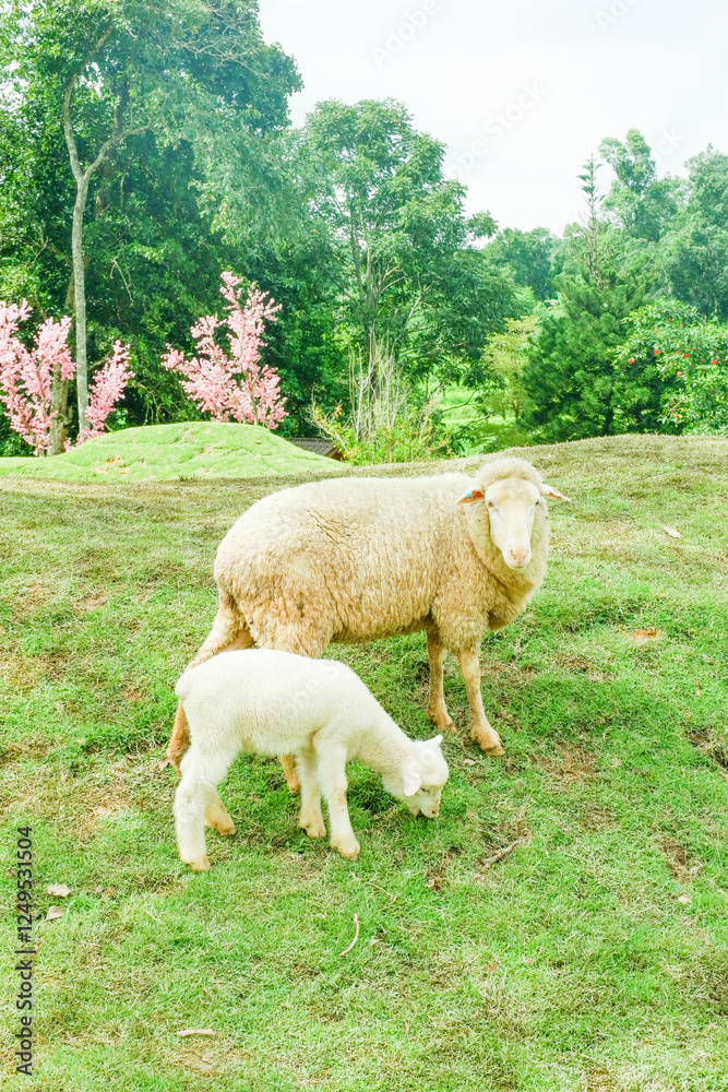 Obraz premium Family sheep,Mother and baby sheep grazing peacefully on a lush green field near the coastline,themes related to agriculture,countryside living, animal husbandry,herd of sheep in farm grass hill...