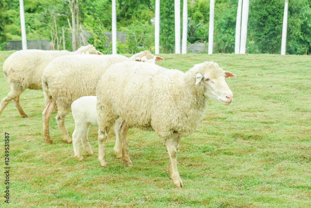 Fototapeta premium Flock grazing sheep grazing peacefully on a lush green field near the coastline,themes related to agriculture,countryside living, animal husbandry,herd of sheep in farm grass hill,space for text..