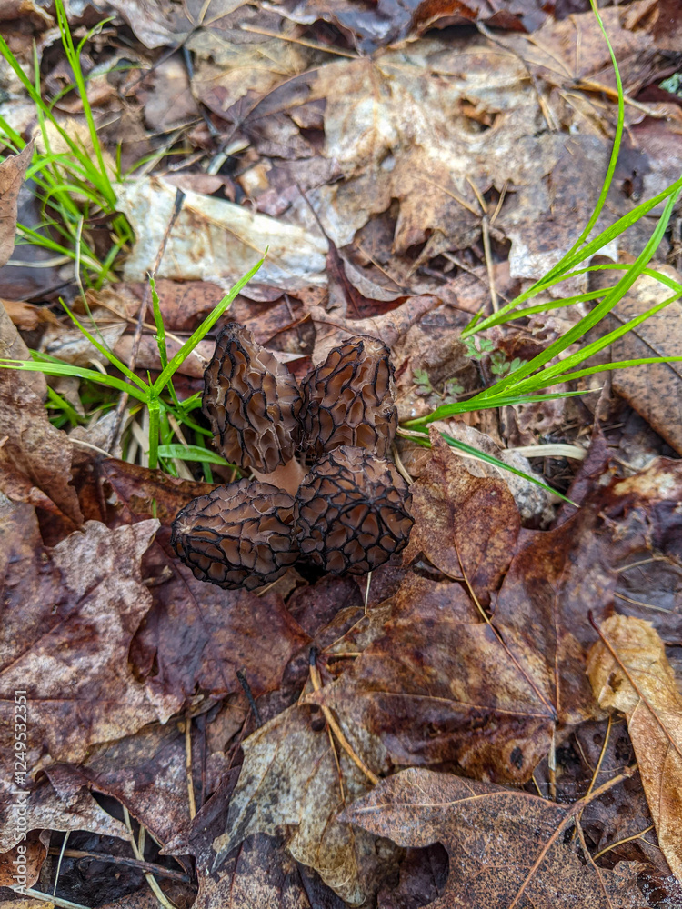 A close-up of four black Morel Mushrooms growing together on the forest floor A close-up of four black Morel Mushrooms growing together on the forest floor
