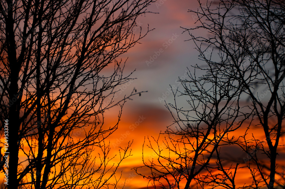Silhouette of trees at sunset Silhouette of trees at sunset