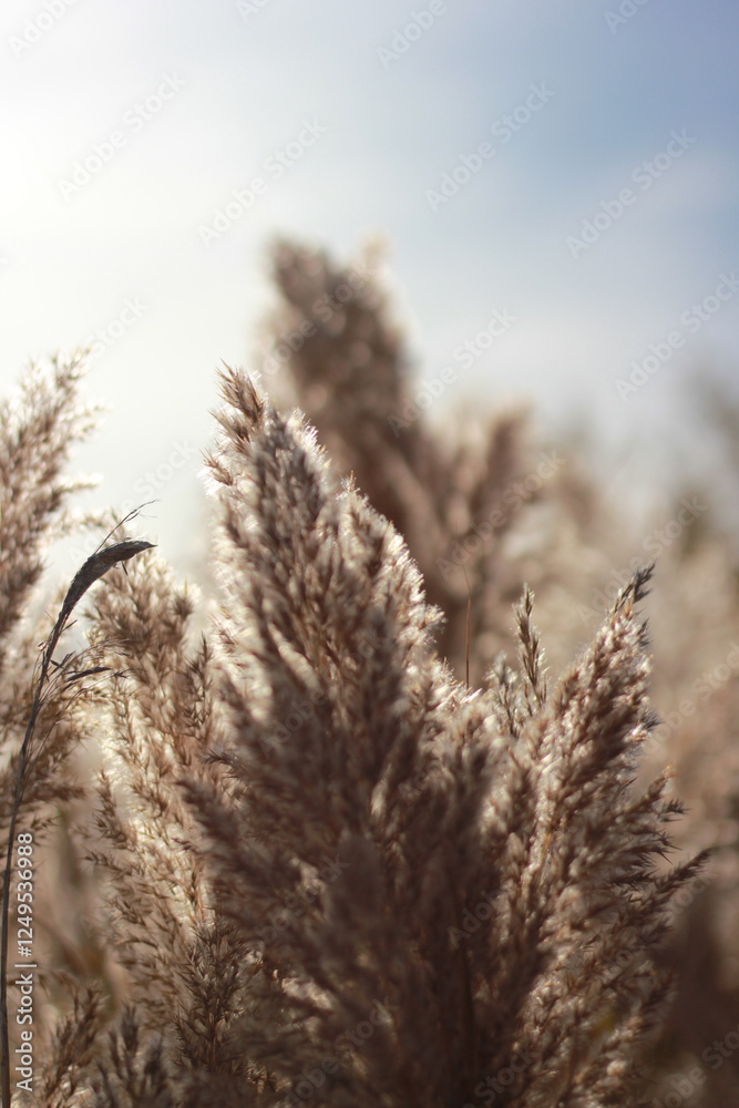 Fototapeta premium wild grasses in the fields