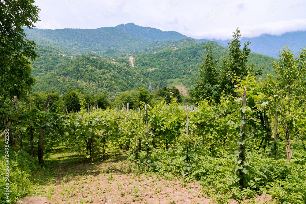 green vineyards in the middle of the mountains in Georgia on a clear sunny summer day