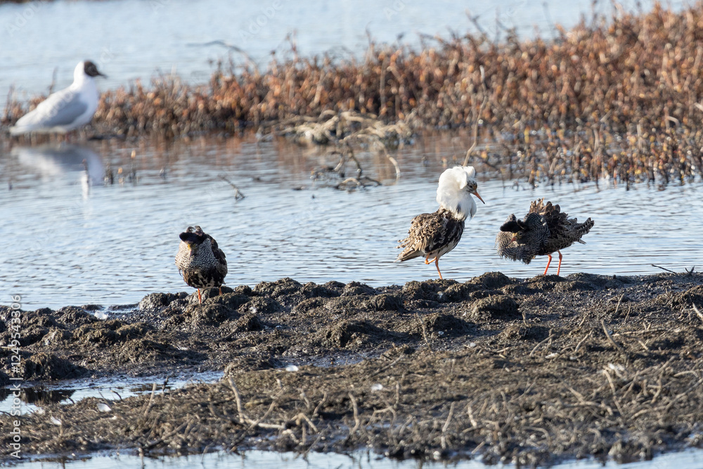 Obraz premium Male Ruff (bird) in breeding plumage and other birds