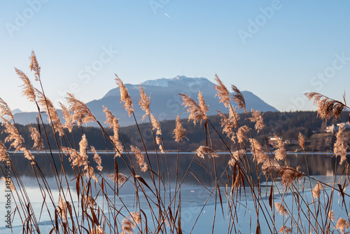 Golden reeds frame partially frozen surface of Lake Faak in Carinthia, Austria. Snow capped mountain peak of Dobratsch. Silhouette mirrored in lake alongside surrounding hills. Tranquil Austrian Alps photo