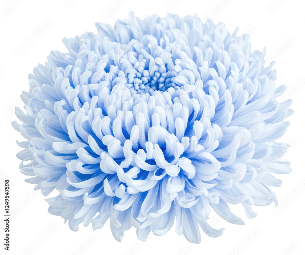 Blue chrysanthemum on clear background Blue chrysanthemum on clear background