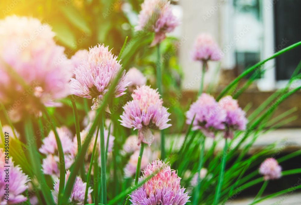 Fototapeta premium Chives growing in a garden with purple and pink blossoms in spring
