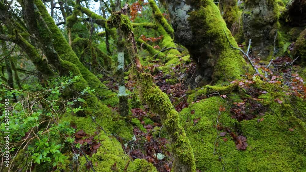 Forest in winter on the trail to the Arlucea waterfalls in the Molino ravine in Arlucea near the village of Marquínez. Municipality of Bernedo. Alava Mountains. Alava. Basque Country. Spain