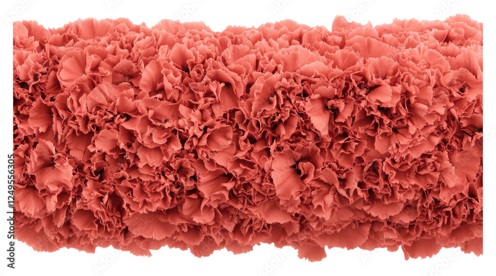 Coral carnations on neutral backdrop Coral carnations on neutral backdrop