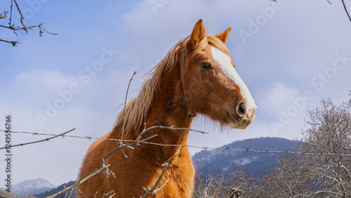 Brown horse in a rural landscape with a mountain in the background on a sunny day