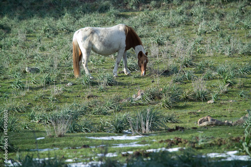 herd of horses, skewbald gorses grazing in a field, Cavalli. Burgos. SS, Sardegna .Italia 