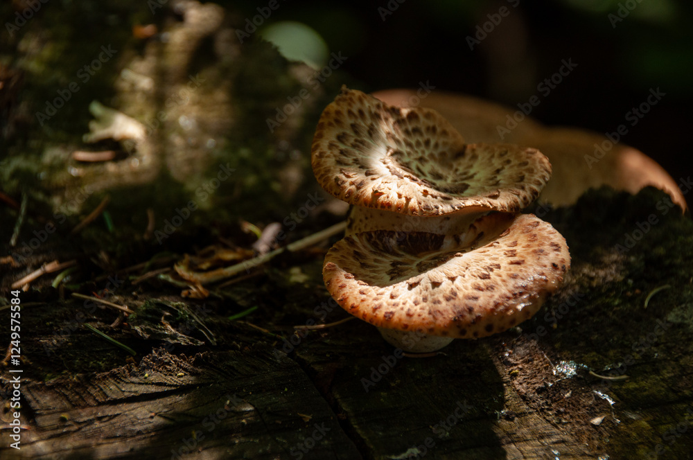 Fototapeta premium Dryad's Saddle Mushrooms (Polyporus squamosus or Pheasant Back) growing on a log in the forest