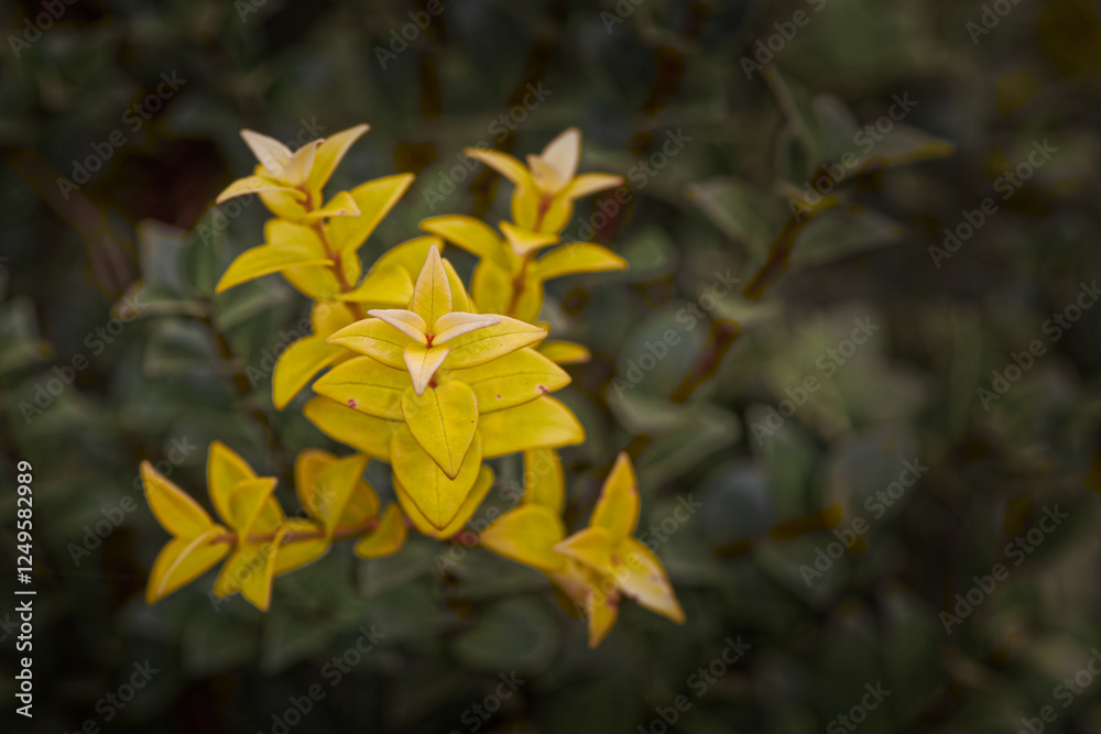 Obraz premium Beautiful yellow flowers by the riverside in Japan., yellow flowers on a green background